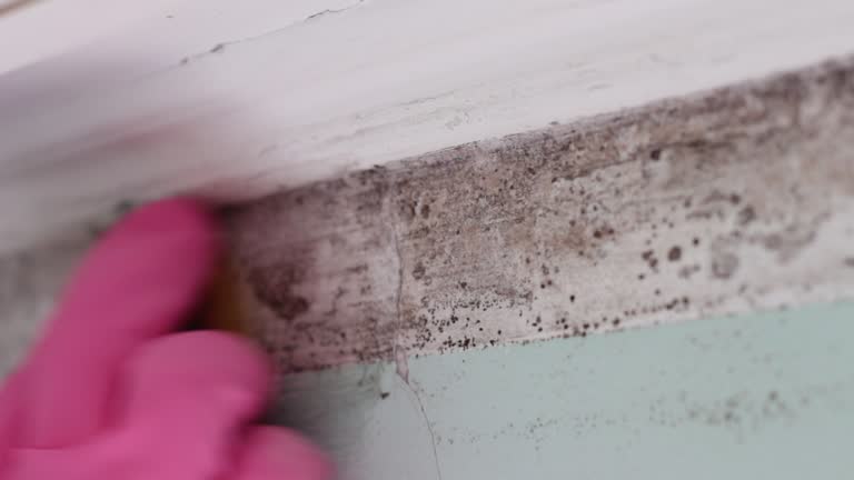 Professional Mold Inspection, Removal & Remediation in Gordo, AL